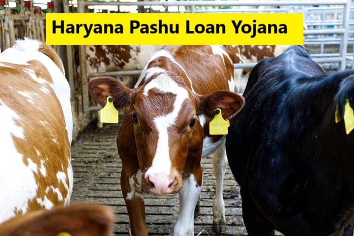 Haryana Pashu Kisan Credit Card Scheme