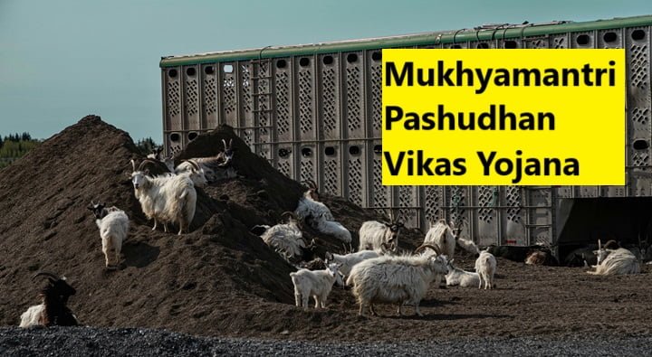 Mukhyamantri Pashudhan Vikas Yojana